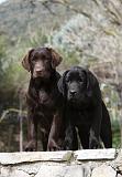 LABRADOR 713